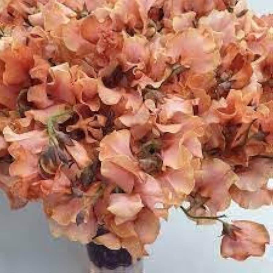 Sweet Pea Seeds – Brown