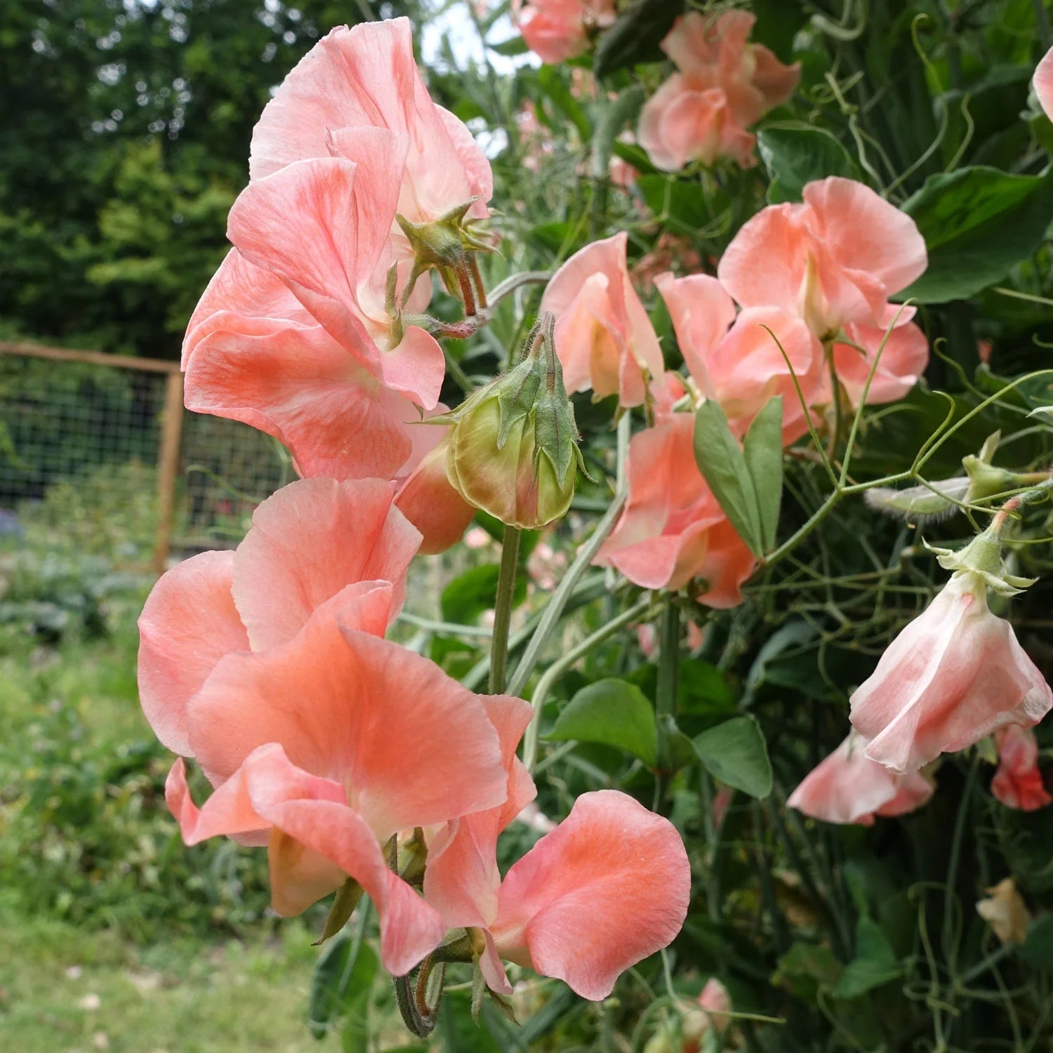 Sweet Pea Seeds – Candyfloss