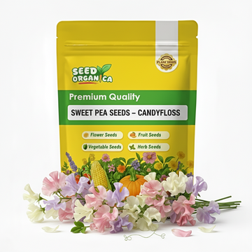 Sweet Pea Seeds – Candyfloss