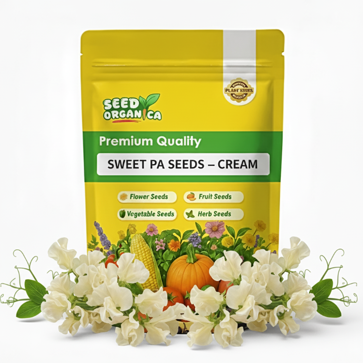 Sweet Pea Seeds – Cream