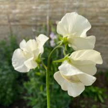 Sweet Pea Seeds – Cream