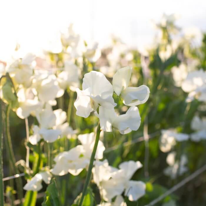 Sweet Pea Seeds – Cream