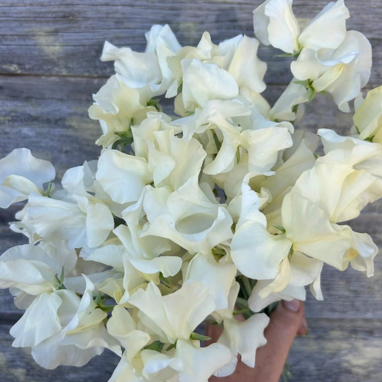 Sweet Pea Seeds – Cream