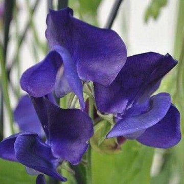 Sweet Pea Seeds – Deep Blue
