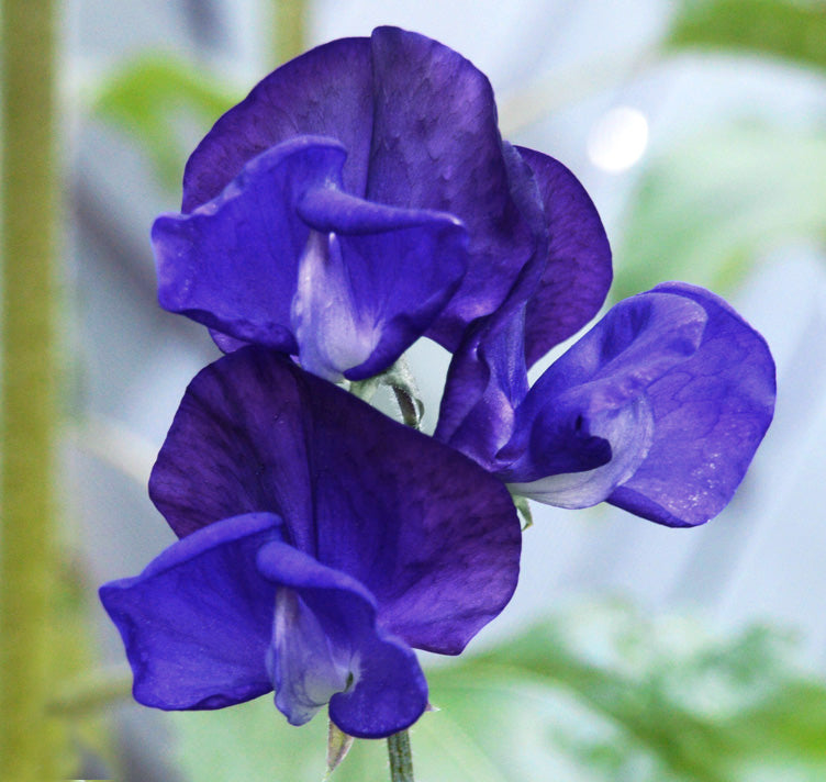 Sweet Pea Seeds – Deep Blue