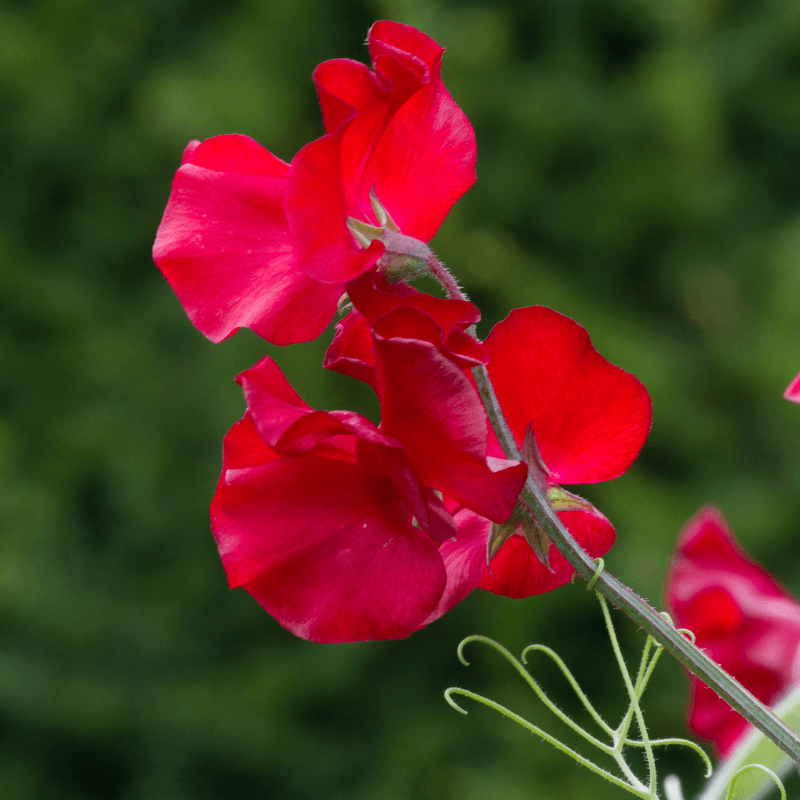 Sweet Pea Seeds – Deep Red