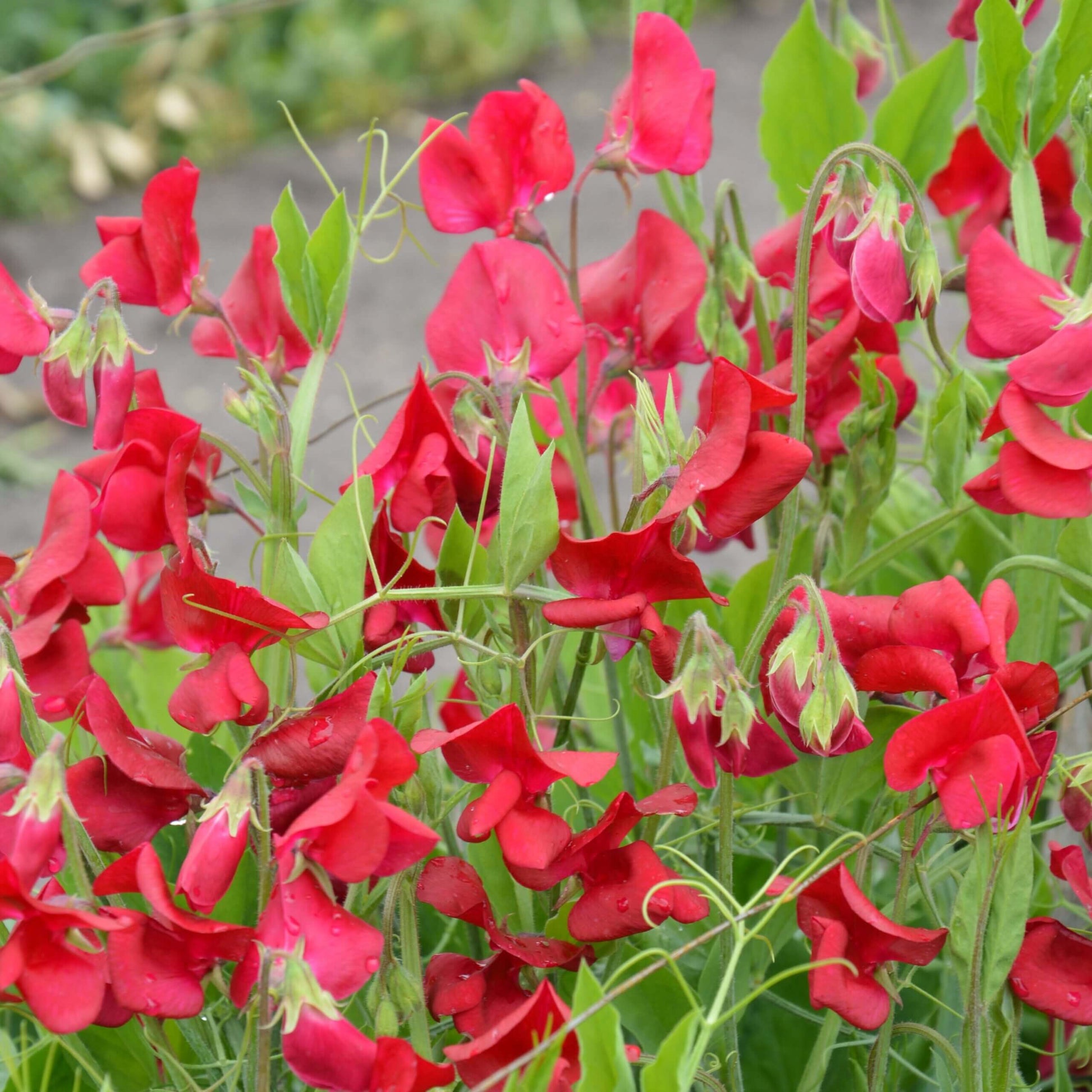 Sweet Pea Seeds – Deep Red