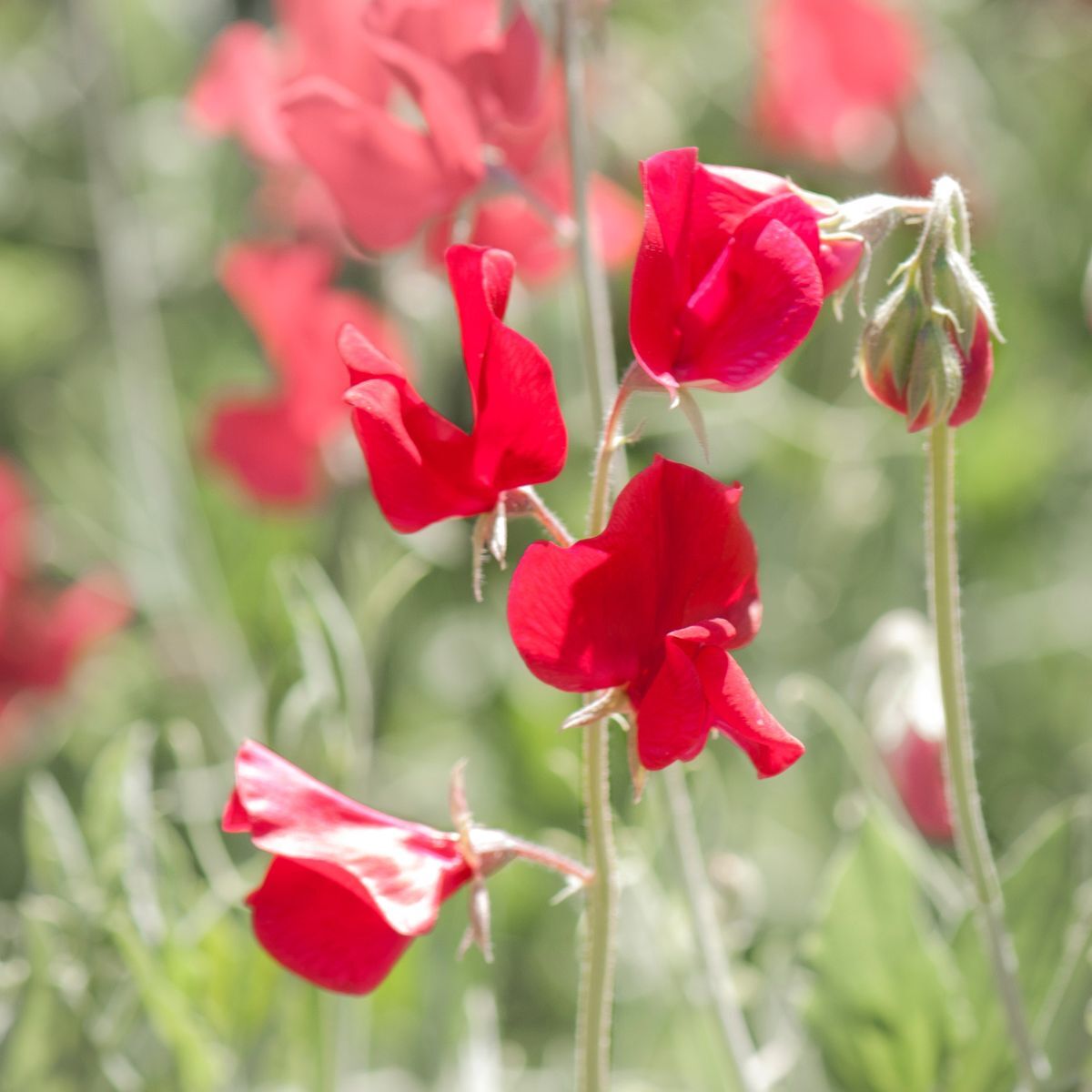 Sweet Pea Seeds – Deep Red