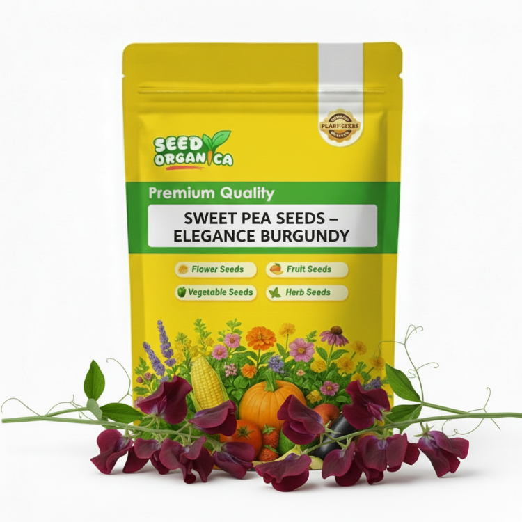 Sweet Pea Seeds – Elegance Burgundy