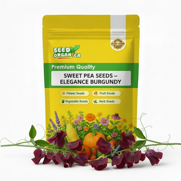 Sweet Pea Seeds – Elegance Burgundy