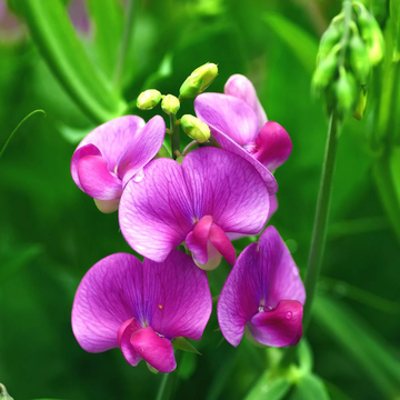 Sweet Pea Seeds – Fragrant Climbing