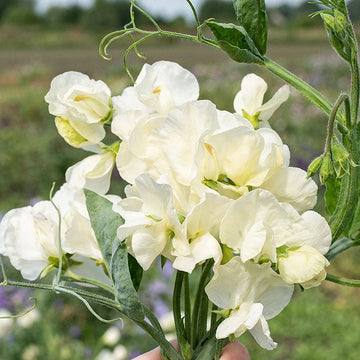 Sweet Pea Seeds – Jilly