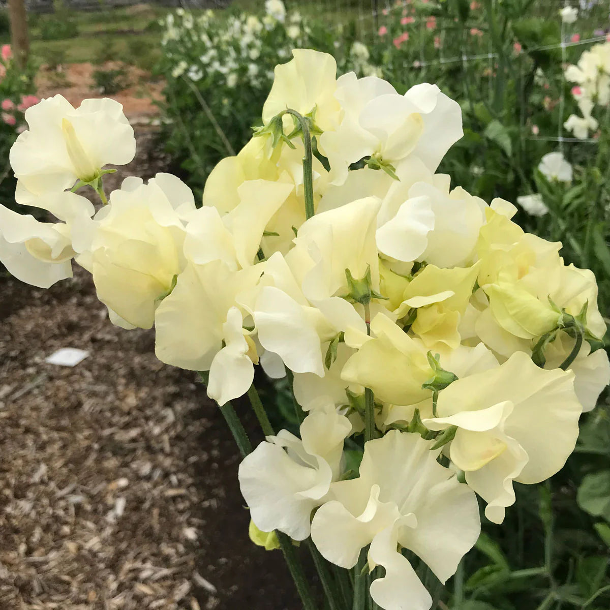Sweet Pea Seeds – Jilly
