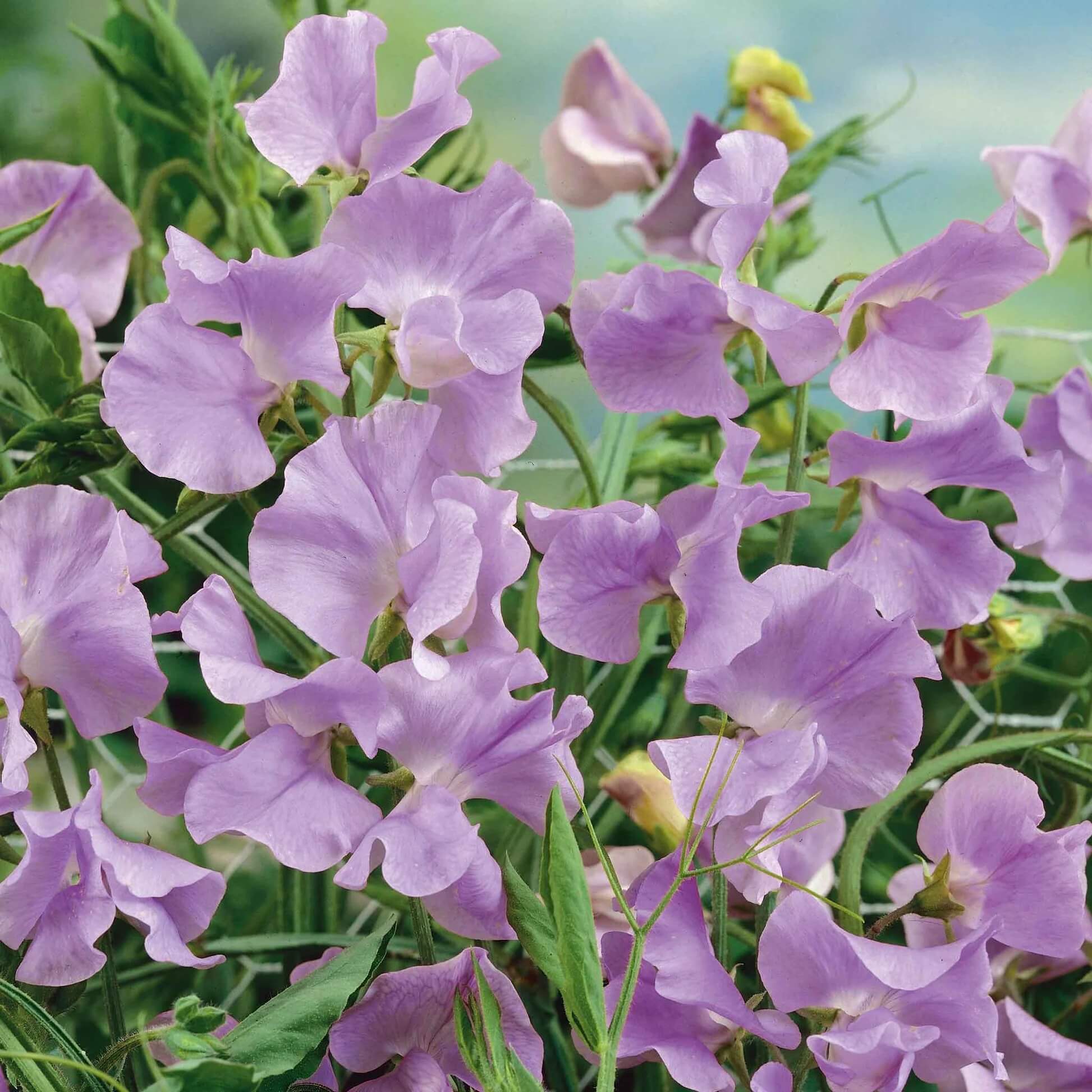 Sweet Pea Seeds – Lavender