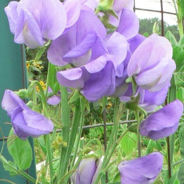 Sweet Pea Seeds – Lavender