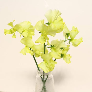 Sweet Pea Seeds – Light Yellow