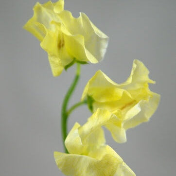 Sweet Pea Seeds – Light Yellow