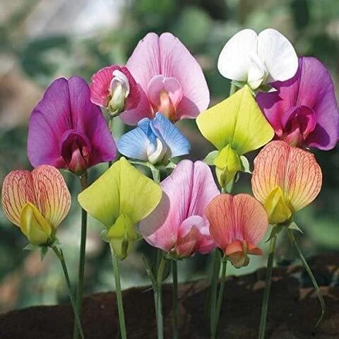 Sweet Pea Seeds – Multi-Color