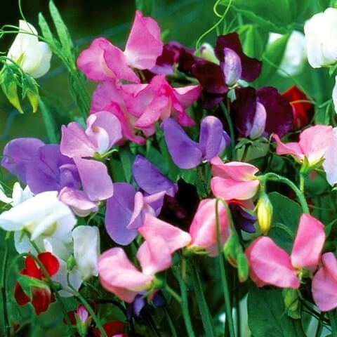 Sweet Pea Seeds – Multi-Color