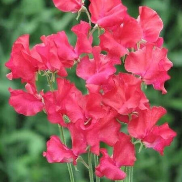 Sweet Pea Seeds – Orange