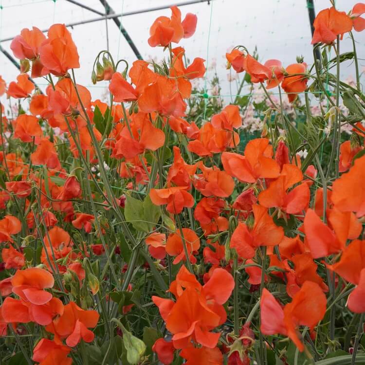 Sweet Pea Seeds – Orange