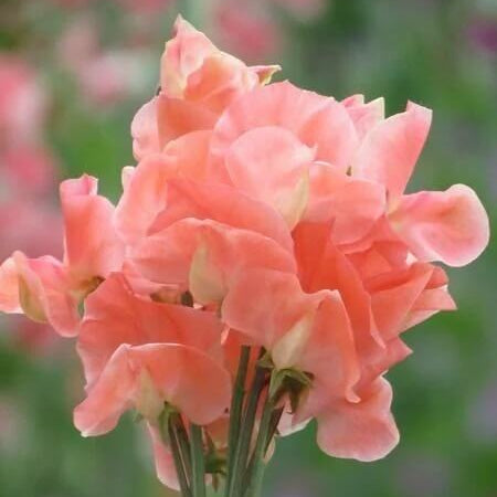 Sweet Pea Seeds – Peach
