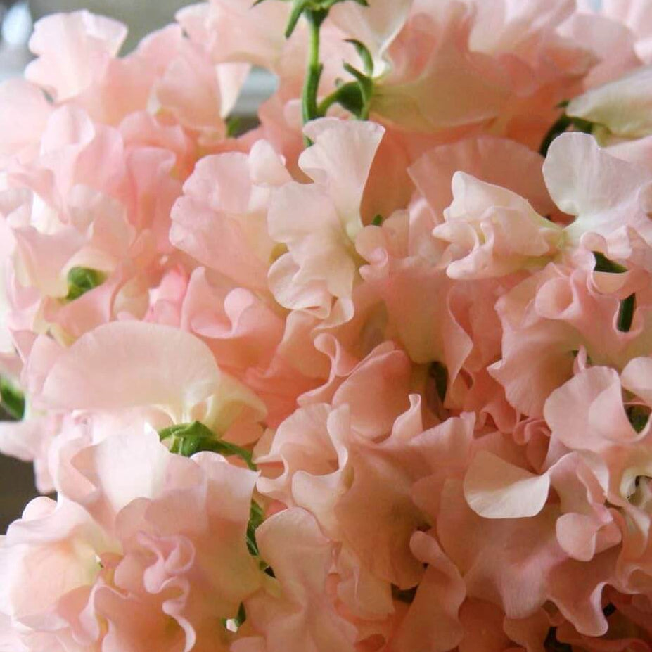 Sweet Pea Seeds – Peach