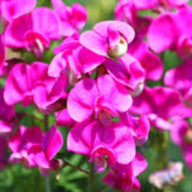 Sweet Pea Seeds – Pink