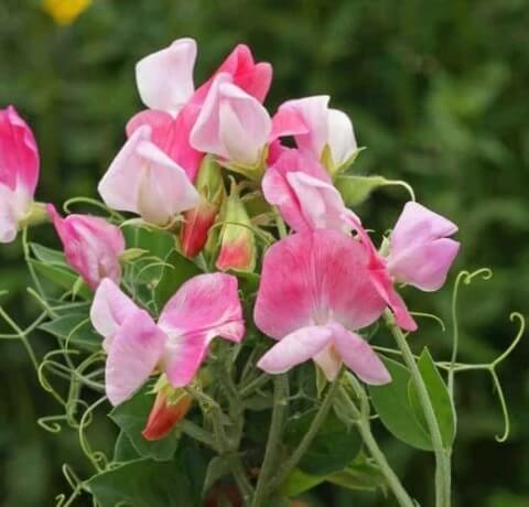 Sweet Pea Seeds – Pink