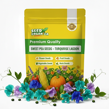 Sweet Pea Seeds – Turquoise Lagoon
