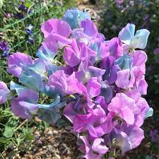Sweet Pea Seeds – Turquoise Lagoon