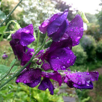Sweet Pea Seeds – Violet