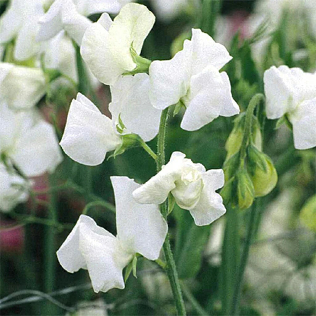 Sweet Pea Seeds – White