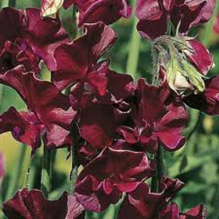 Sweet Pea Seeds – Winter Elegance Burgundy