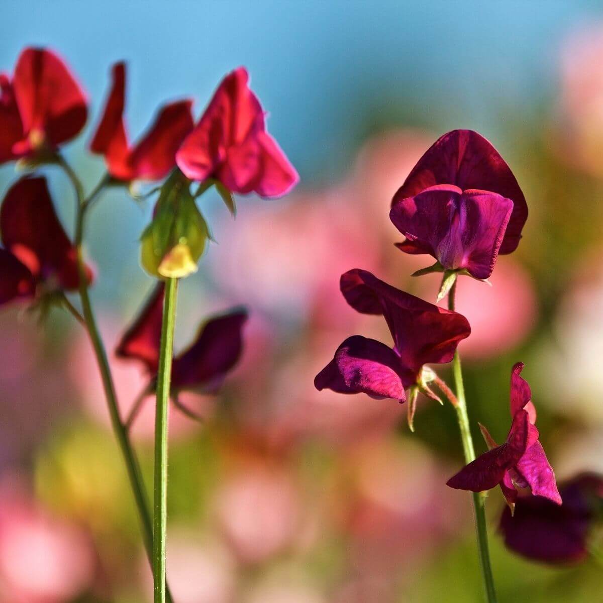 Sweet Pea Seeds – Winter Elegance Burgundy