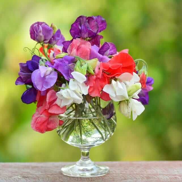 Sweet Pea Seeds – Sun Loving Heirloom