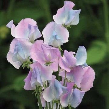 Sweet Pea Seeds – Turquoise Lagoon