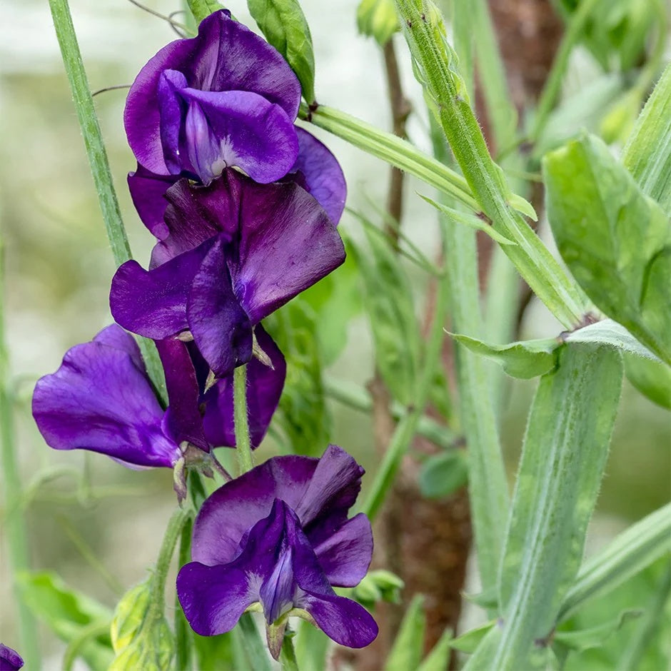 Sweet Pea Seeds – Violet