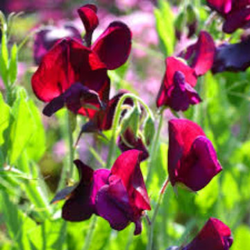 Sweet Pea Seeds – Winter Elegance Burgundy