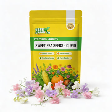 Sweet Pea seeds - Cupid
