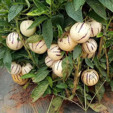 Sweet Pepino Seeds - Fruit Plant
