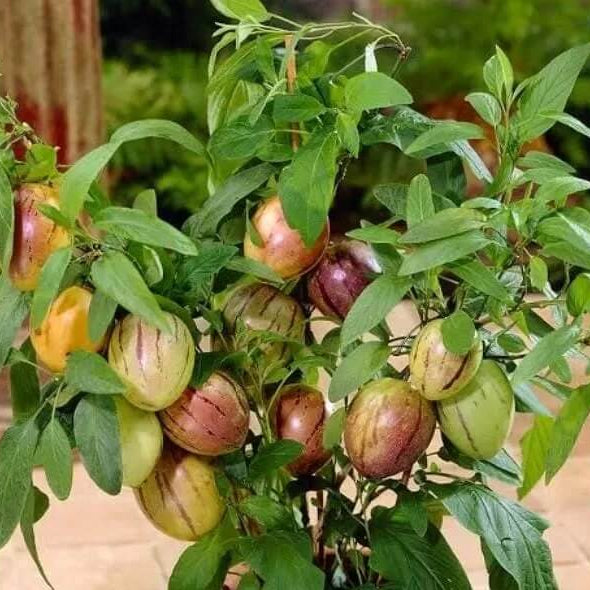 Sweet Pepino Seeds - Fruit Plant
