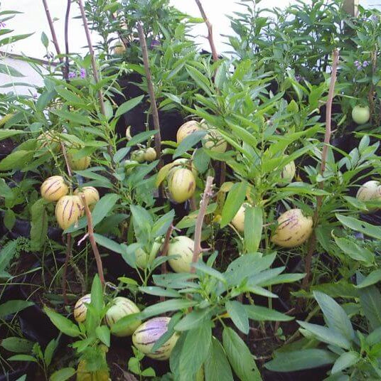 Sweet Pepino Seeds - Fruit Plant
