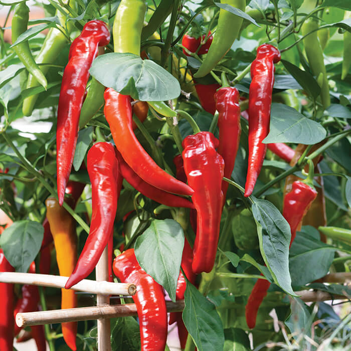 Sweet Pepper Seeds -  Anhui Cow-Horn