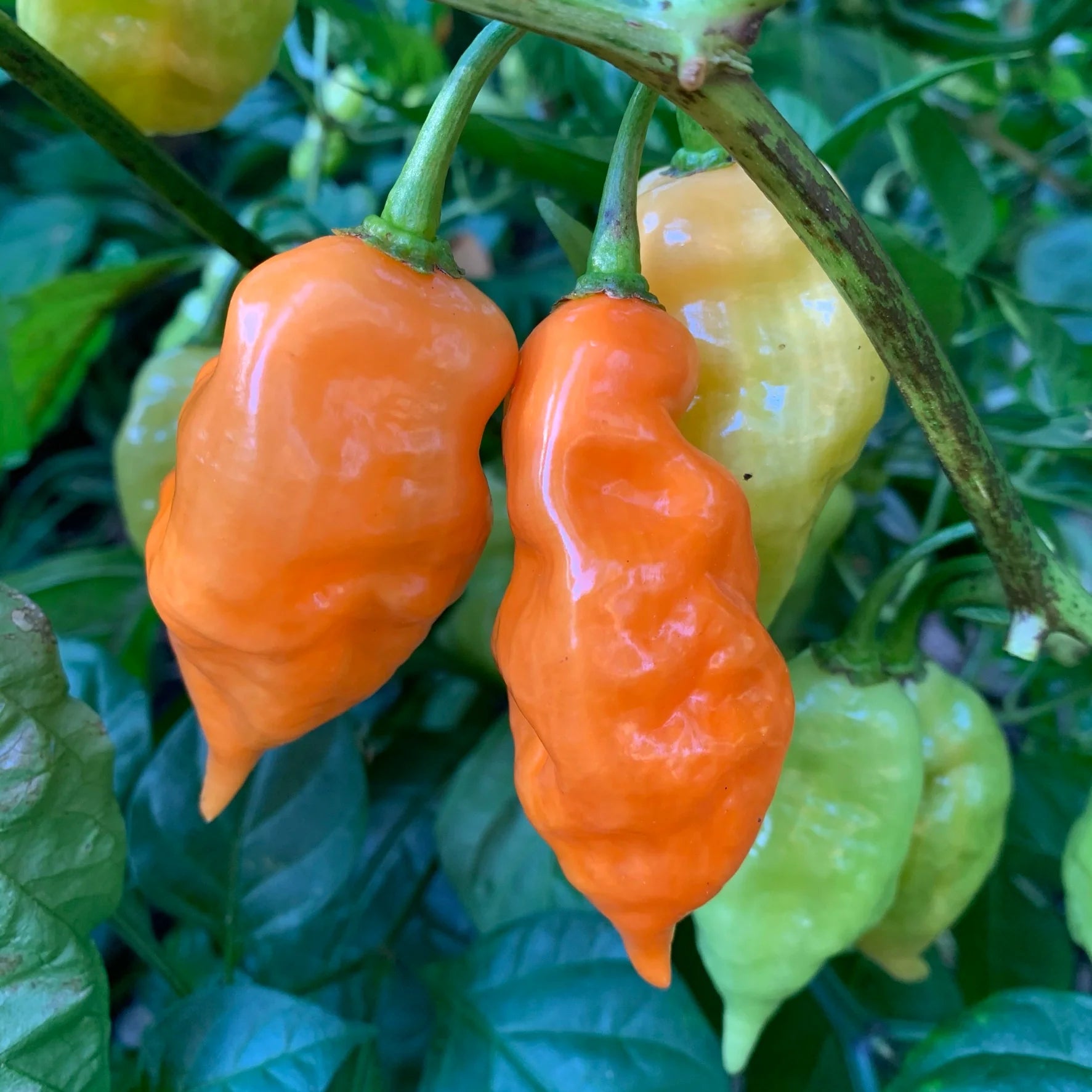 Sweet Pepper Habanada Seeds