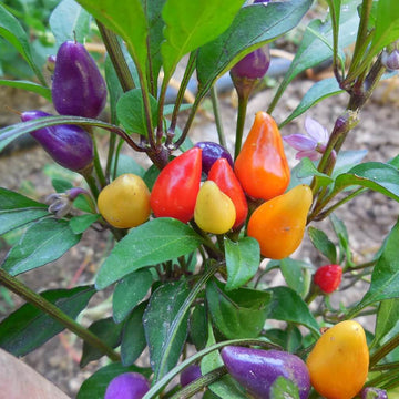 Sweet Pepper Seeds -  Rainbow 
