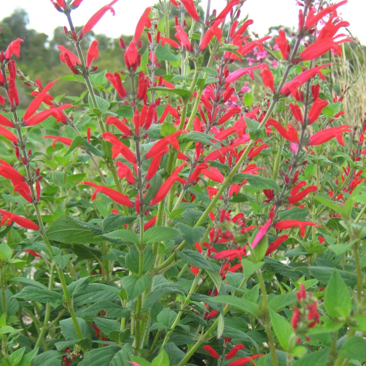 Sweet Pineapple Sage Seeds - Herbal Plant
