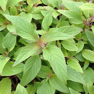 Sweet Pineapple Sage Seeds - Herbal Plant