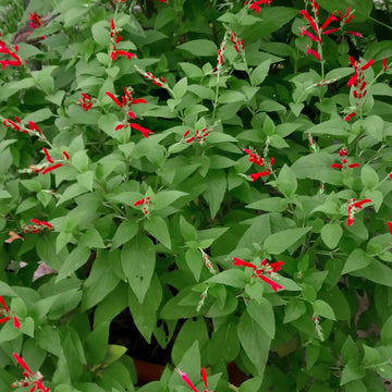 Sweet Pineapple Sage Seeds - Herbal Plant