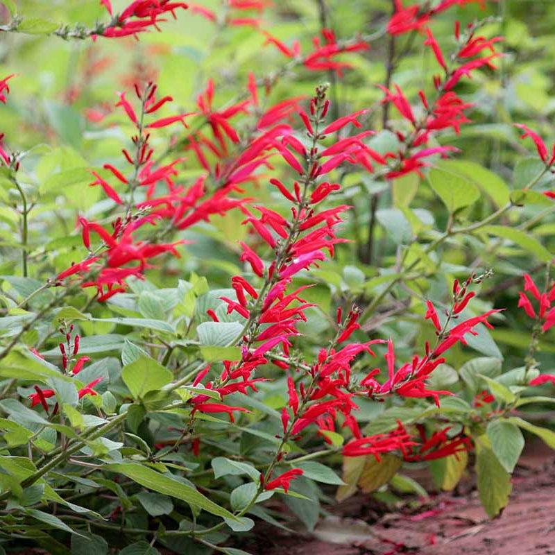 Sweet Pineapple Sage Seeds - Herbal Plant